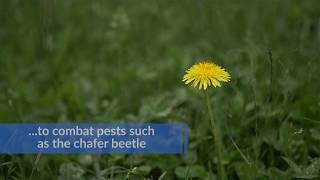 City of Richmond - Chafer Beetles - Natural Solutions