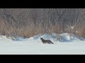 Mississippi River Flyway Cam: coyote