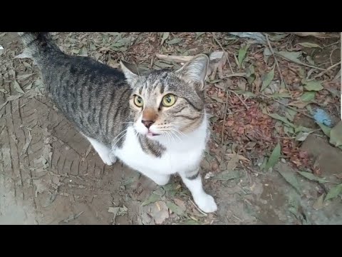 The cutest one cat is so beautiful and wonderful so amazing colour is cat