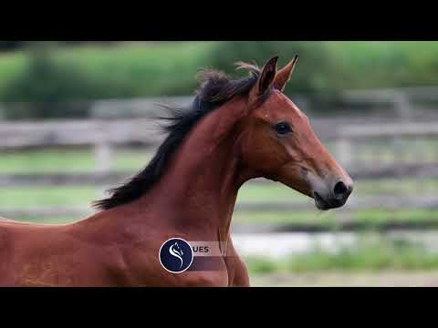 COMME UTO DES FLAGUES