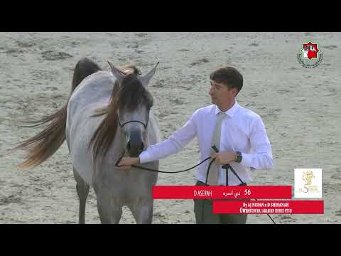 56 D ASERAH _ AL SHIRAA INTERNATIONAL HORSE CHAMPIONSHIP 28 - 30 January  2024