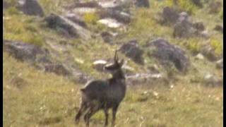 preview picture of video 'HUNTING SHEEP . chasse au mouflon'