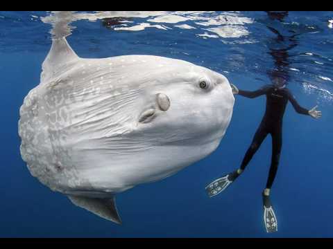 ΔΙΑΒΑΙΝΟΝΤΑΣ ΤΗΝ ΑΝΟΠΑΙΑ ΑΤΡΑΠΟ 2026 ΕΠ.31 ΦΕΓΓΑΡΟΨΑΡΟ Η ΕΛΛΑΔΑ ΑΜΥΝΕΤΑΙ - ΣΤΟΧΟΣ ΤΩΝ ΙΡΑΝΩΝ Η ΣΟΥΔΑ