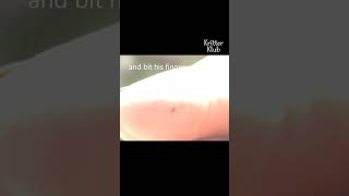 Download lagu How did a slow loris end up on a street? #shorts mp3 Download lagu How did a slow loris end up on a street? #shorts mp3
