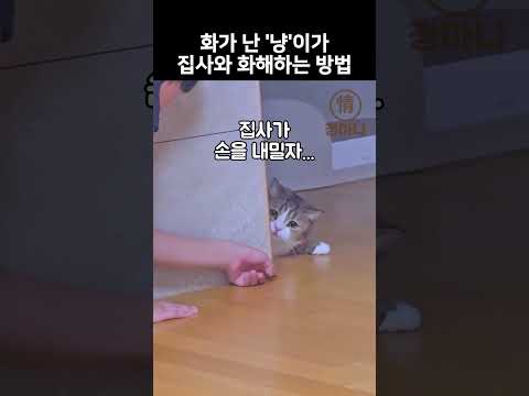 화가 난 '냥'이의 심장 떨어지는 화해 방법
