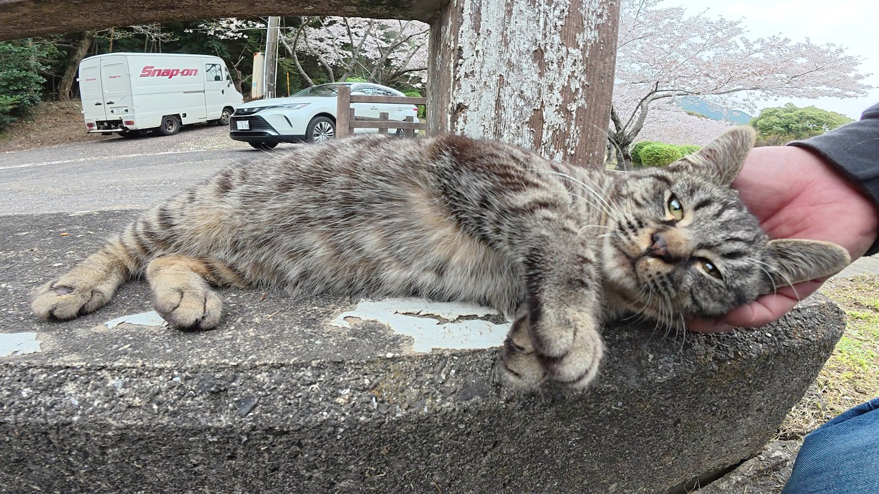 幼いキジトラ猫ちゃんが満開の桜をバックに人間にモフられる