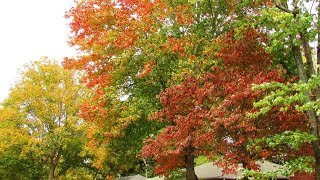 2024 Fall Foliage Prediction and Influences