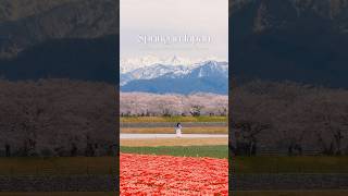 Sakura, tulip and mountains in one frame🏔️ vlog coming soon! #japan#japantravel#spring