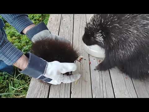 Angry baby porcupine throws tantrum, falls off deck