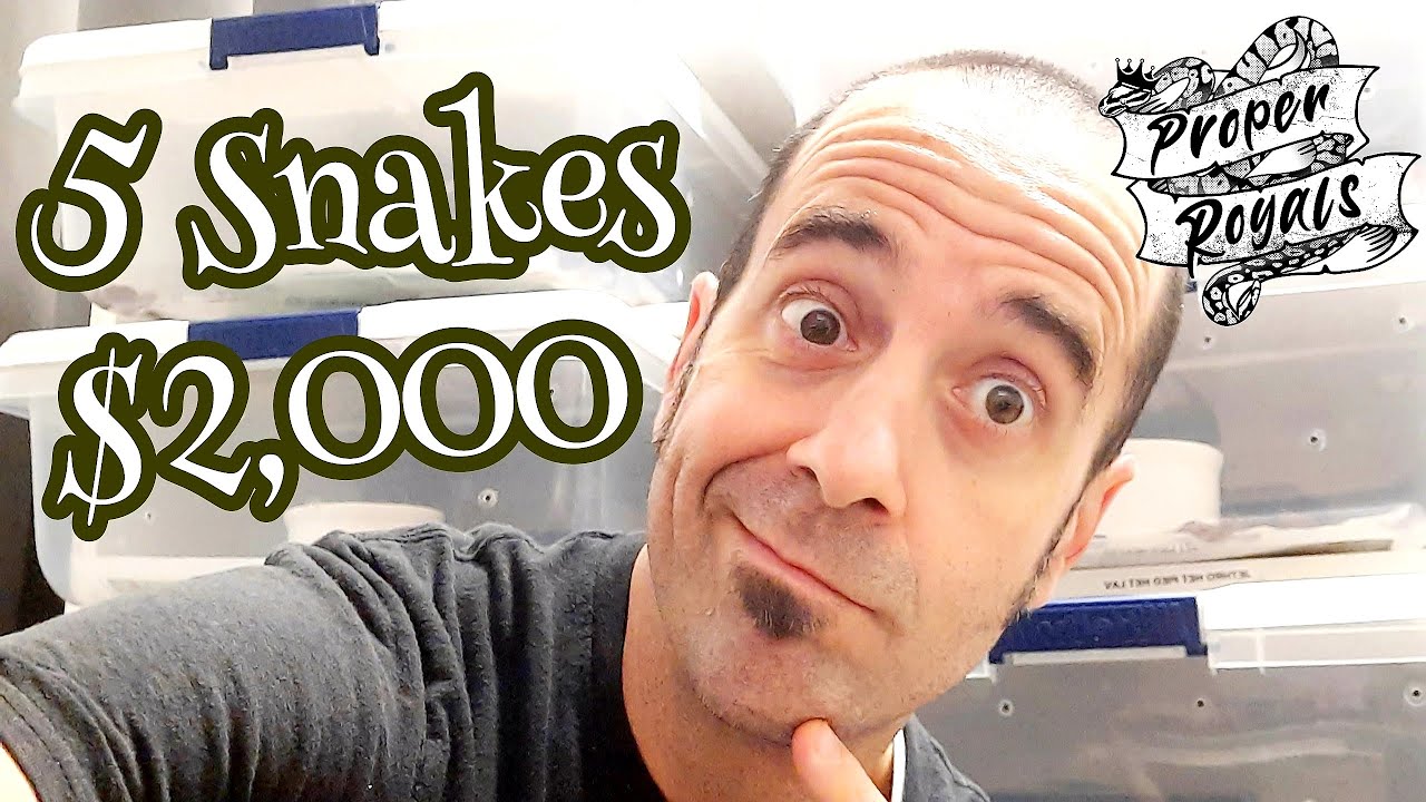 Starting a ball python collection - 5 Snakes, $2,000