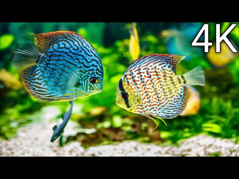The Best 4K Aquarium for Relaxation Il Relaxing Oceanscapes - Sleep Meditation HD Relax24pro