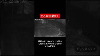 食べるもの無いのになんで来たの？#野生動物 #初めて #鹿 #野生の世界 #監視カメラ #隠しカメラ #夜中 #映像