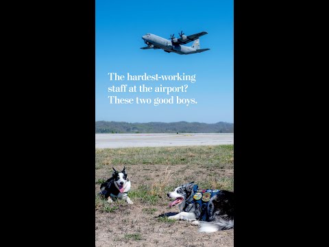 The hardest-working staff at the airport? These two good boys.