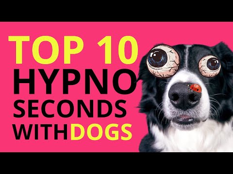 TOP 10 HYPNO SECONDS WITH DOGS