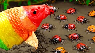 New 💕 FUN VIDEOS OF FISH💕Stop Motion ASMR |  Colorful Koi Fish Carp & Bugs Underground Cooking