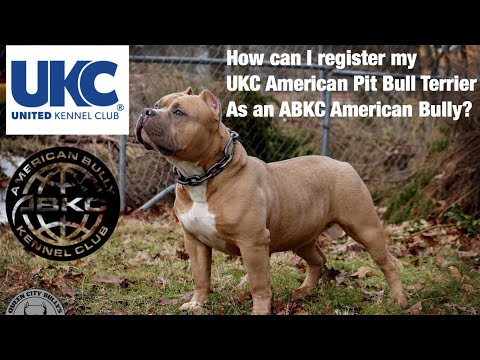 How to Register your UKC registered American Pit Bull...