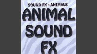 Sound Fx - Sea Lion Barking Crying, Medium Animal video
