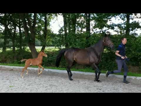 Viva la Vita, filly by Valverde x Danone I x Abanos