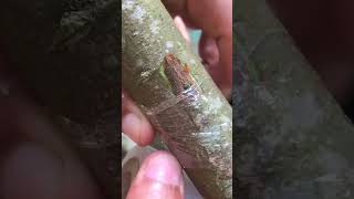 Ultimate Guide to Grafting Trees Step by Step for 100% Success EP045 #grafting #graftingtechniques