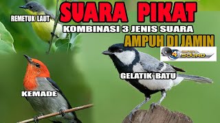 Download lagu Suara pikat burung gelatik batu mp3,sangat ampuh untuk gelatik susah turun. mp3