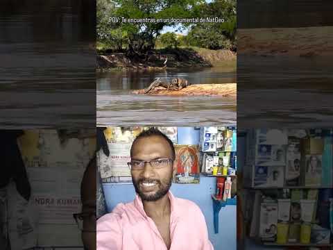 Jab Tendue Ne Paani Mein Ghuskar Magarmacch Par Kiya Hamla! 🐆🐊 | Ultimate Wildlife Battle #shorts