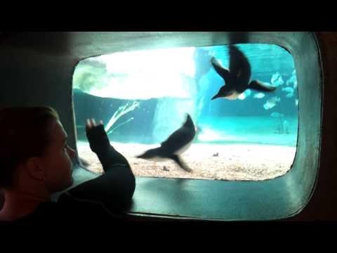 Nelly playing with penguins some more