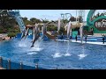 Dolphins Adventures Full Show At SeaWorld San Diego On June 17 2023
