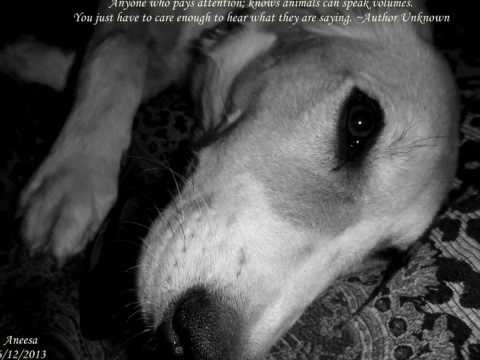 The Story of Aneesa - A Rescued War Dog