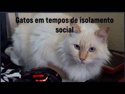 Como se comportam os gatos em tempos de isolamento social