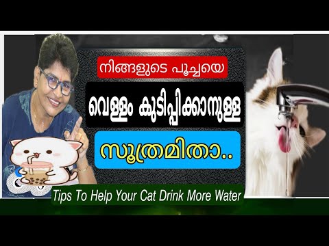 Top Tips For Get Your Cat to Drink More | Cats Health | Nandas Pets&Us | Vanaja Subash