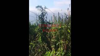 Download lagu Dapat burung prenjak kebun banyak...!!! mp3