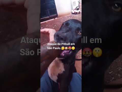 Entenda como foi o ataque do Pitbull em Canitar São Paulo.