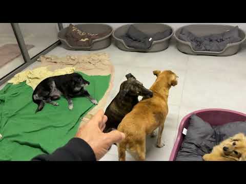 Bonnie and Bambi Are Bonding! Making their Lives Better and Better! - Takis Shelter