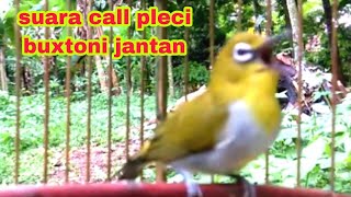 Download lagu Suara Call Pleci Buxtoni Jantan... mp3