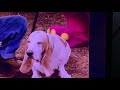 Sing And Dance With Barney Do Your Ears Hang Low