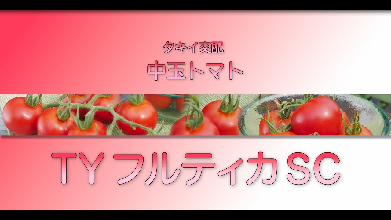 【野菜】「品種解説」中玉トマト　タキイ交配　『TYフルティカSC』