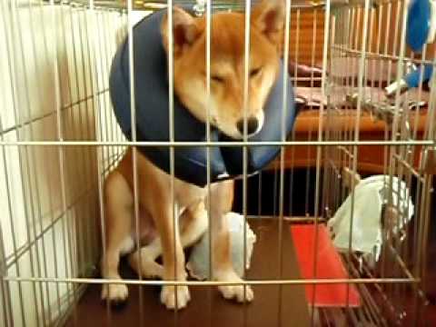 大家都不讓我出去玩!!!(原發表者:阿福仔)(影片)