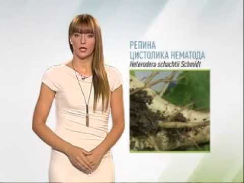 Zelena prognoza, 29.07.2015. - O pojavi štetnih nematoda