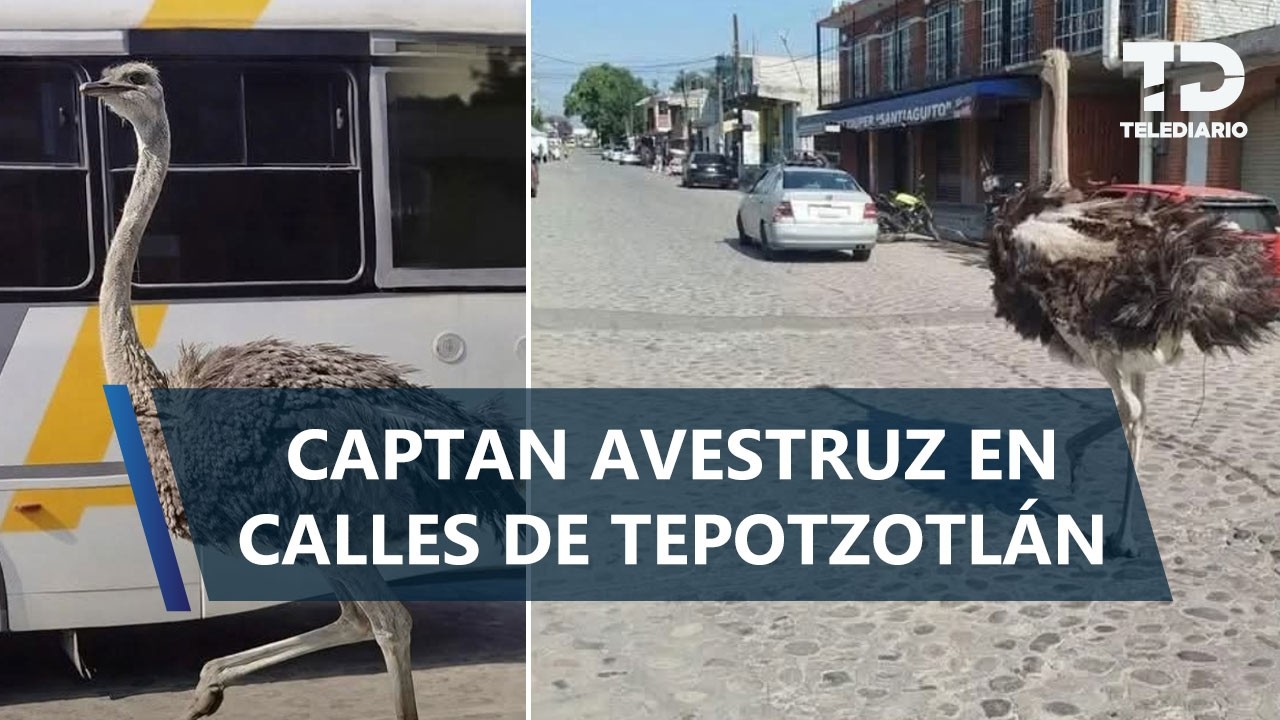 Avestruz escapa de rancho y recorre calles del centro de Tepotzotlán