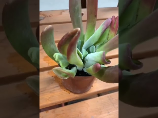 Стандарт поставки видео №1 Крассула Кемп Фаер, D12