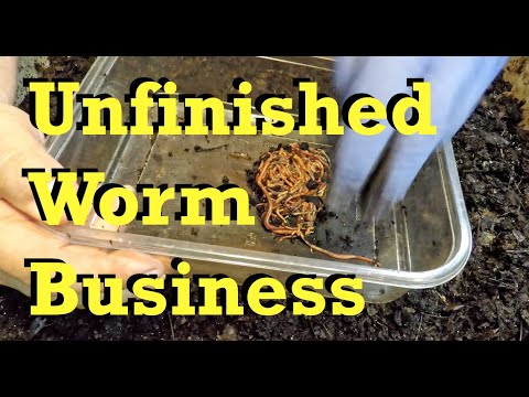 Unfinished business in the wormery - vermicomposting