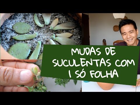 , title : 'Como fazer mudas de suculentas com uma só folha?'