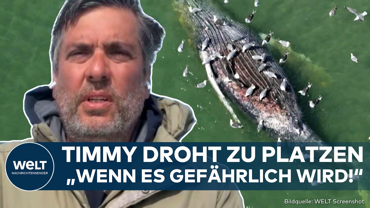WAL-DRAMA: Timmy vor Explosion!? Möwen picken auf Kadaver rum! Buckelwal wird immer größer