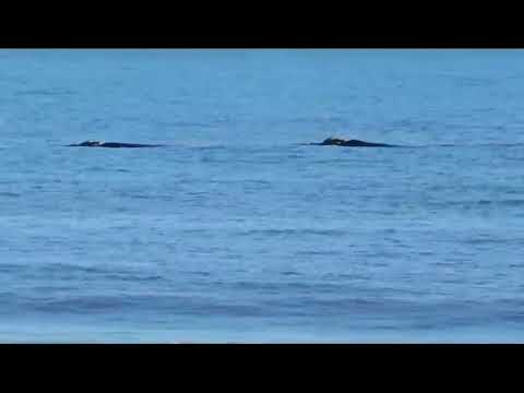 Ballenas en Monte Hermoso (Facebook Damián Danieli)