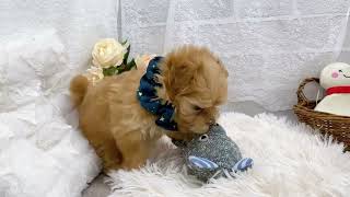 ハーフ犬の動画01