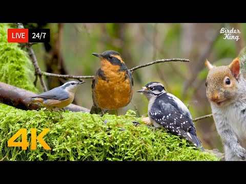 🔴 24/7 LIVE: Cat TV for Cats to Watch 😺 Beautiful Birds Squirrels in the Forest 4K