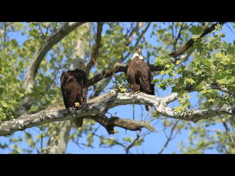Female & Male Bald Eagle