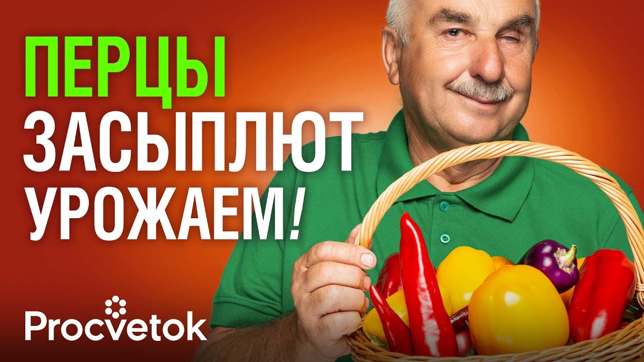 ДАЖЕ САМЫЕ СЛАБЫЕ ПЕРЦЫ И БАКЛАЖАНЫ КРЕПНУТ, ЗЕЛЕНЕЮТ И ДРУЖНО ПЛОДОНОСЯТ, если сделать так в июне!