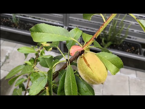 アーモンドの木 植物