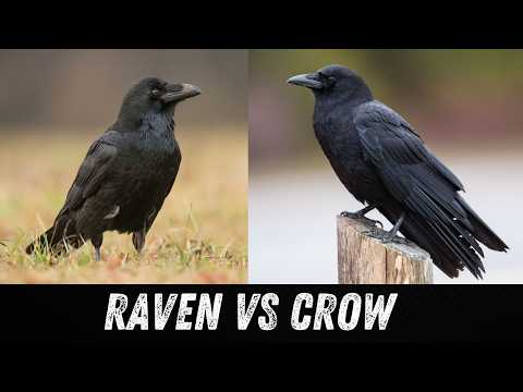 Raven vs Crow: How to Tell the Difference! 🐦🔍